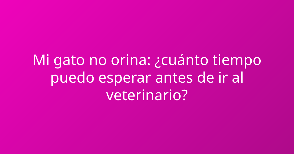 Mi gato no orina: ¿cuánto tiempo puedo esperar antes de ir al veterinario?