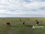VENTA 796 HAS DE EXCELENTE CAMPO MIXTO EN ELISA, SANTA FE - Miniatura 27
