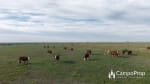 VENTA 796 HAS DE EXCELENTE CAMPO MIXTO EN ELISA, SANTA FE - Miniatura 28