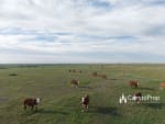 VENTA 796 HAS DE EXCELENTE CAMPO MIXTO EN ELISA, SANTA FE - Miniatura 26