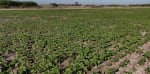 VENTA CAMPO DE 4.000 HAS PARA SIEMBRA ZONA ESTE DE TOSTADO SANTA FE - Miniatura 1