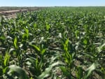 VENTA CAMPO 3.000 HAS. AGRÍCOLAS ZONA FORTÍN INCA, SANTIAGO DEL ESTERO - Miniatura 5