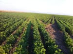 VENTA CAMPO 3.000 HAS. AGRÍCOLAS ZONA FORTÍN INCA, SANTIAGO DEL ESTERO - Miniatura 8