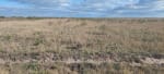 VENTA CAMPO 3.000 HAS. AGRÍCOLAS ZONA FORTÍN INCA, SANTIAGO DEL ESTERO - Miniatura 14