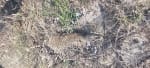 VENTA CAMPO 3.000 HAS. AGRÍCOLAS ZONA FORTÍN INCA, SANTIAGO DEL ESTERO - Miniatura 12