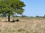 VENTA CAMPO ARMADO DE 3.000 HAS. ZONA LOGROÑO, SANTA FE - Miniatura 12