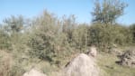 ALQUILER CAMPO 400 HAS. ZONA RUTA 77 Y 98, TOSTADO SANTA FE - Miniatura 4