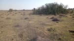 ALQUILER CAMPO 400 HAS. ZONA RUTA 77 Y 98, TOSTADO SANTA FE - Miniatura 1