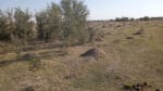 ALQUILER CAMPO 400 HAS. ZONA RUTA 77 Y 98, TOSTADO SANTA FE - Miniatura 3