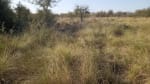 ALQUILER CAMPO 400 HAS. ZONA RUTA 77 Y 98, TOSTADO SANTA FE - Miniatura 6