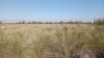 ALQUILER CAMPO 400 HAS. ZONA RUTA 77 Y 98, TOSTADO SANTA FE - Miniatura 8