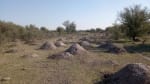 ALQUILER CAMPO 400 HAS. ZONA RUTA 77 Y 98, TOSTADO SANTA FE - Miniatura 9
