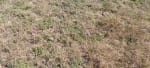 ALQUILER 105 HAS CAMPO NATURAL LIMPIO ZONA RUTA 290, POZO BORRADO SANTA FE - Miniatura 16