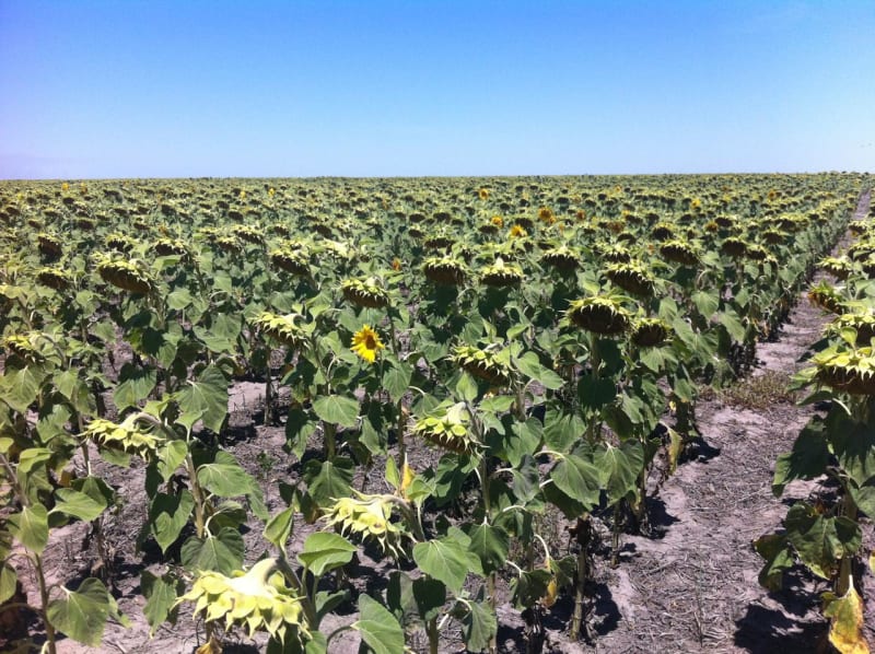 VENTA CAMPO 3.000 HAS. AGRÍCOLAS ZONA FORTÍN INCA, SANTIAGO DEL ESTERO - Vista 2