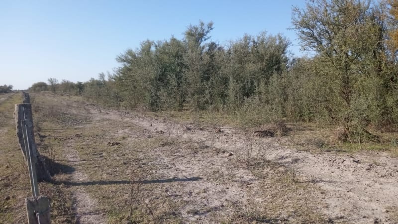 ALQUILER CAMPO 400 HAS. ZONA RUTA 77 Y 98, TOSTADO SANTA FE - Vista 2