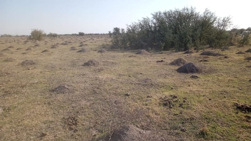 ALQUILER CAMPO 400 HAS. ZONA RUTA 77 Y 98, TOSTADO SANTA FE
