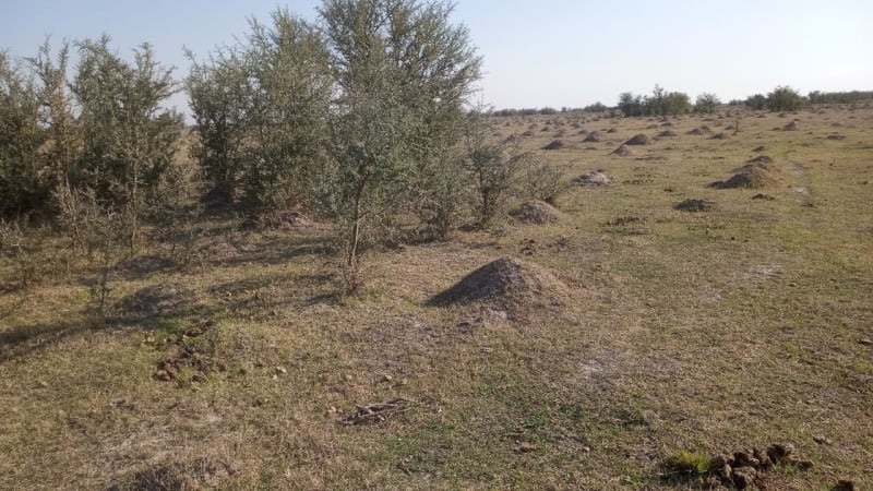 ALQUILER CAMPO 400 HAS. ZONA RUTA 77 Y 98, TOSTADO SANTA FE - Vista 3