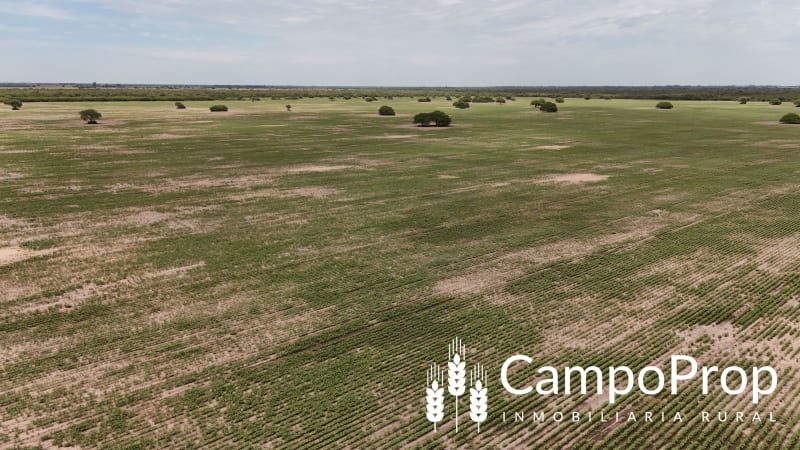 VENTA 425 HAS DE EXCELENTE CAMPO EN TOSTADO, SANTA FE - Vista 2