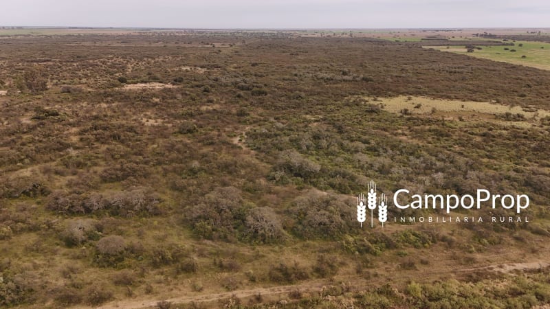 VENTA CAMPO DE 150 HAS EN INDEPENDENCIA. DEPTO. 9 DE JULIO, SANTA FE - Vista 3