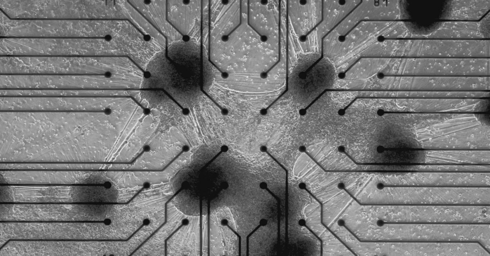 Biocomputación: Neuronas Humanas Redefinen la Computación y el Futuro de la IA