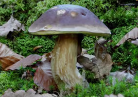 CÈPE BRONZÉ