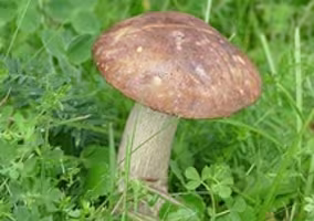 BOLET RUGUEUX