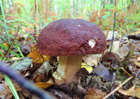 CÈPE DES PINS