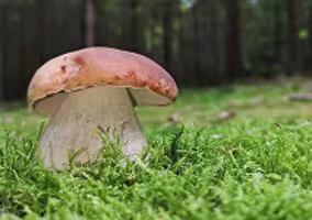 CÈPE D'ÉTÉ