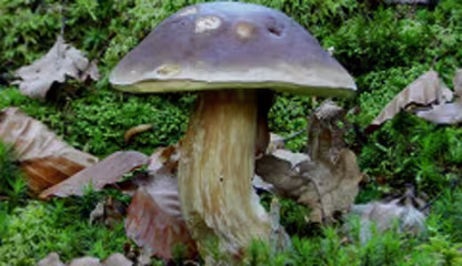 SCHWARZHÜTIGER STEINPILZ