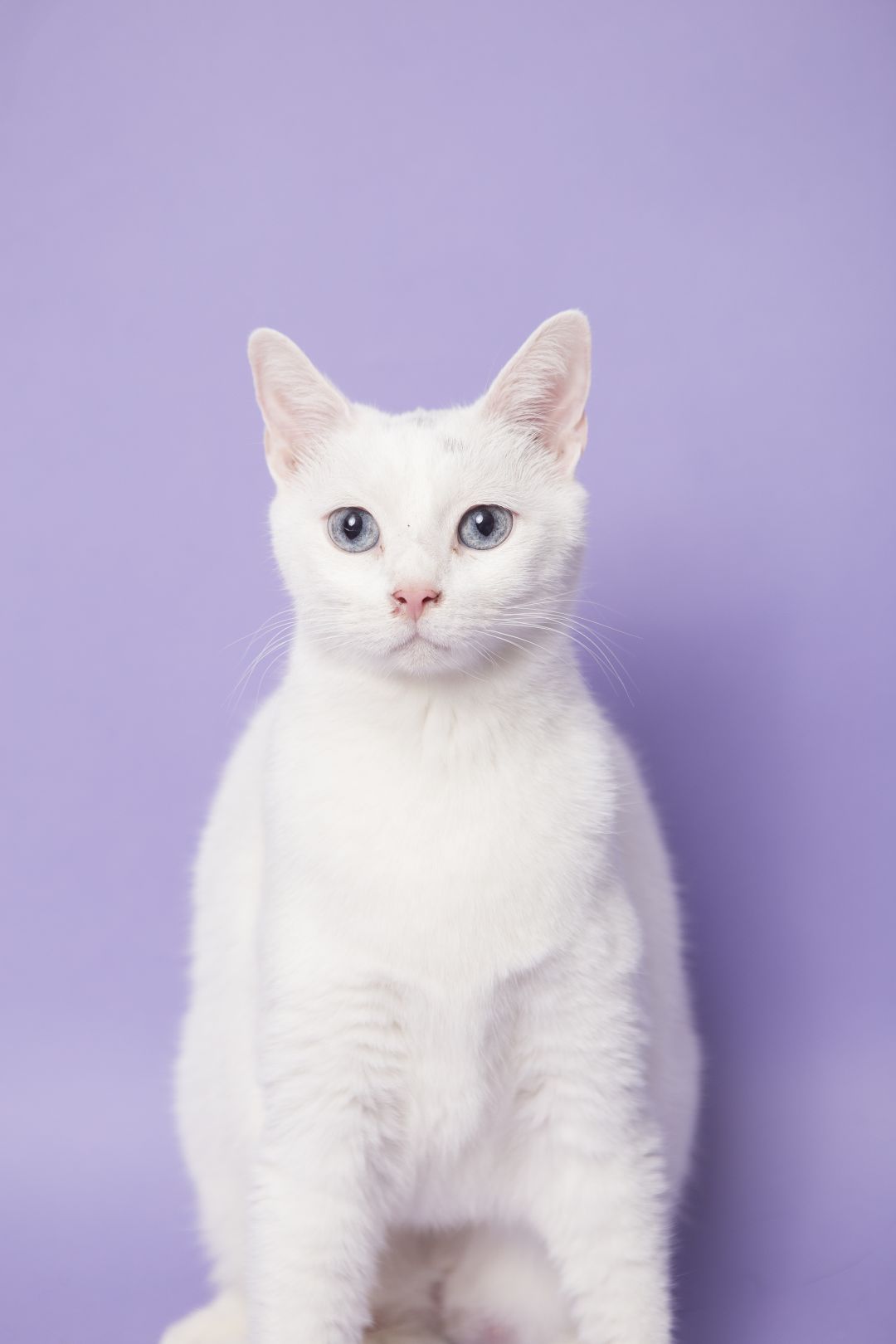 Pet for adoption