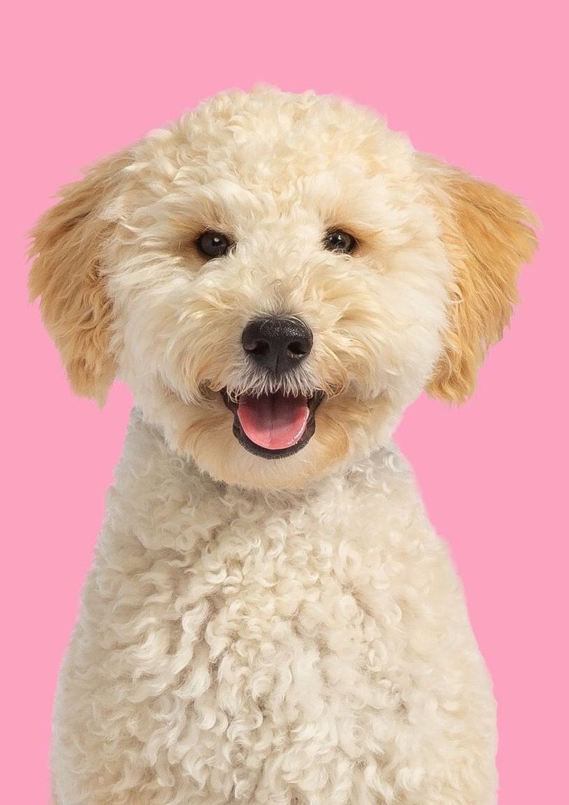 Pet for adoption