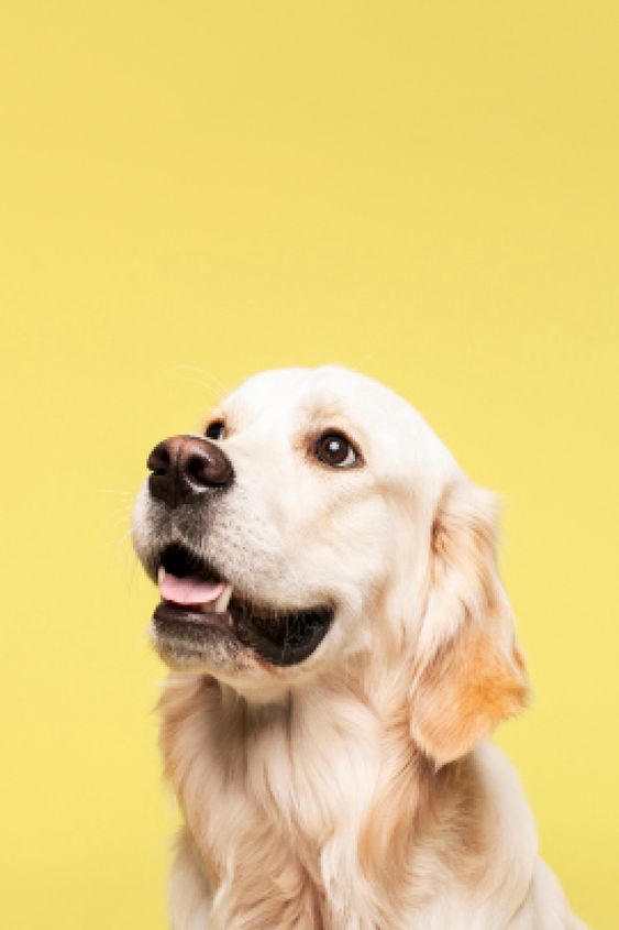 Pet for adoption