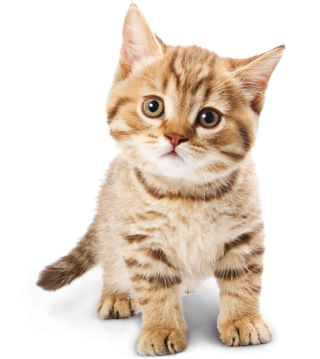 Cat Image