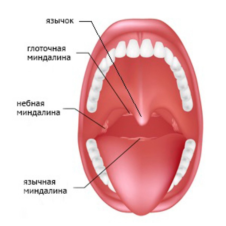 Гланды строение схема миндалины