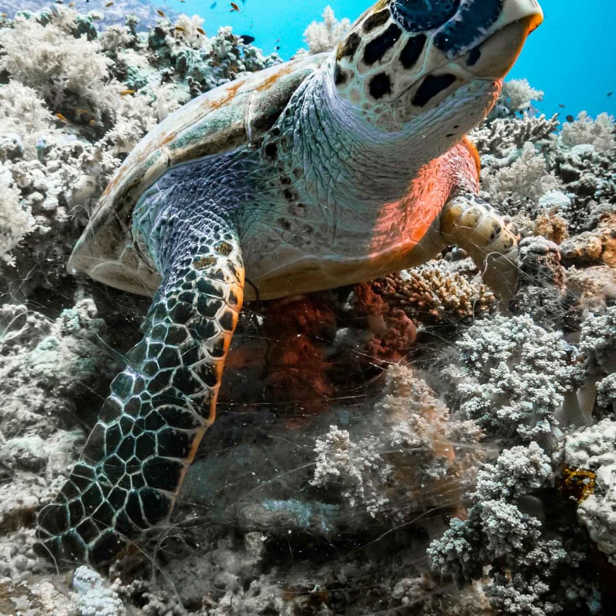 Diver exploring marine life in the Riviera Maya
