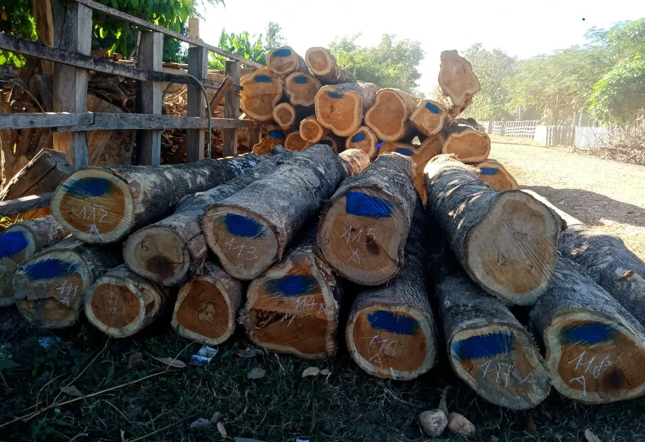 Gỗ Teak Lào: Đặc Tính và Ưu Điểm