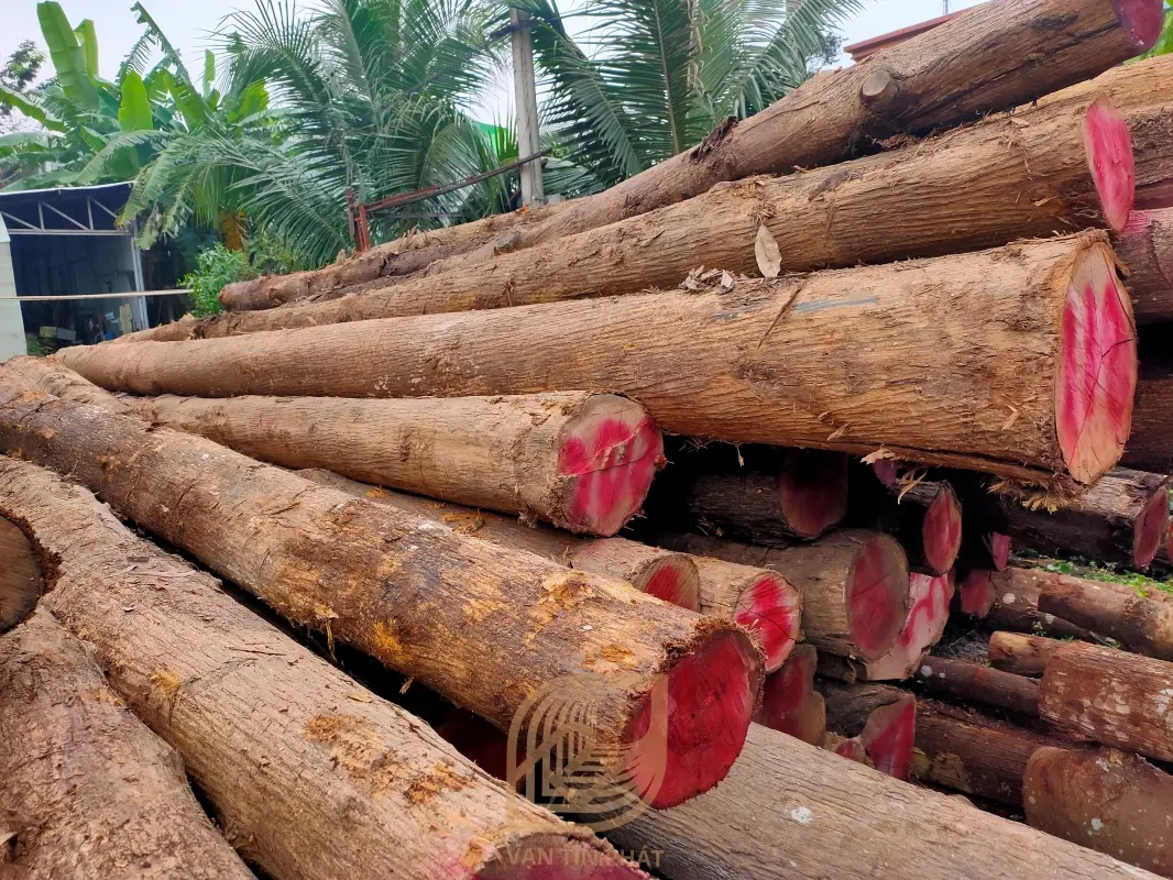 Gỗ Teak Hộp: Tính năng, ứng dụng và lợi ích