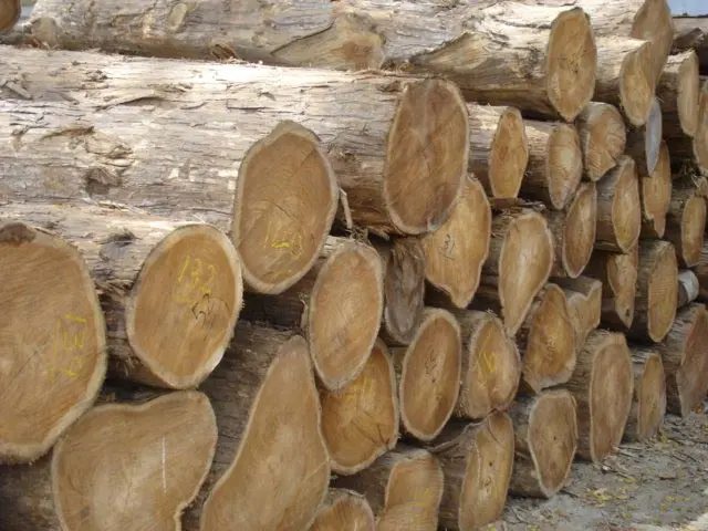 Gỗ teak tại Hà Nội: Vật liệu đẳng cấp cho không gian sống Gỗ teak tại Hà Nội: Vật liệu đẳng cấp cho không gian sống