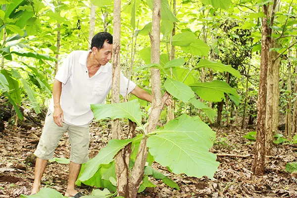 Sàn gỗ Teak không gây ô nhiễm môi trường