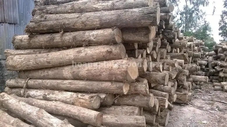 Nhà cung cấp gỗ teak: Tìm hiểu về loại gỗ quý và ứng dụng ngoài trời