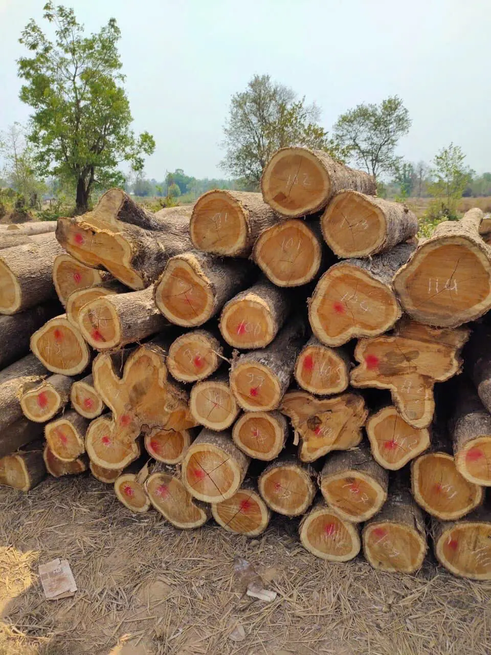 Báo giá gỗ Teak nguyên khối: Tìm hiểu về loại gỗ quý và độc đáo này Báo giá gỗ Teak nguyên khối: Tìm hiểu về loại gỗ quý và độc đáo này