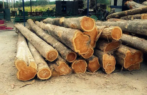 Gỗ Teak Myanmar: Đặc điểm, ứng dụng và giá trị