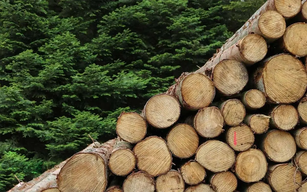 Gỗ Teak là gì? Tìm hiểu về loại gỗ quý này
