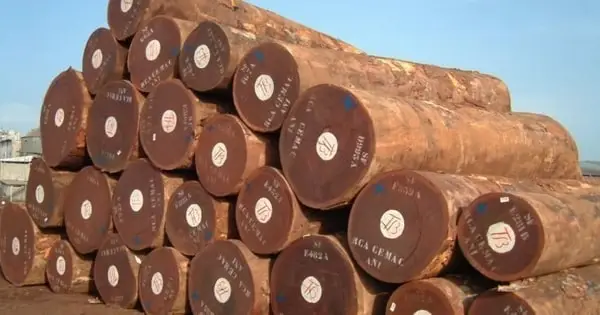 Gỗ Teak Nam Phi: Đặc điểm, Ứng dụng và Giá trị Gỗ Teak Nam Phi: Đặc điểm, Ứng dụng và Giá trị