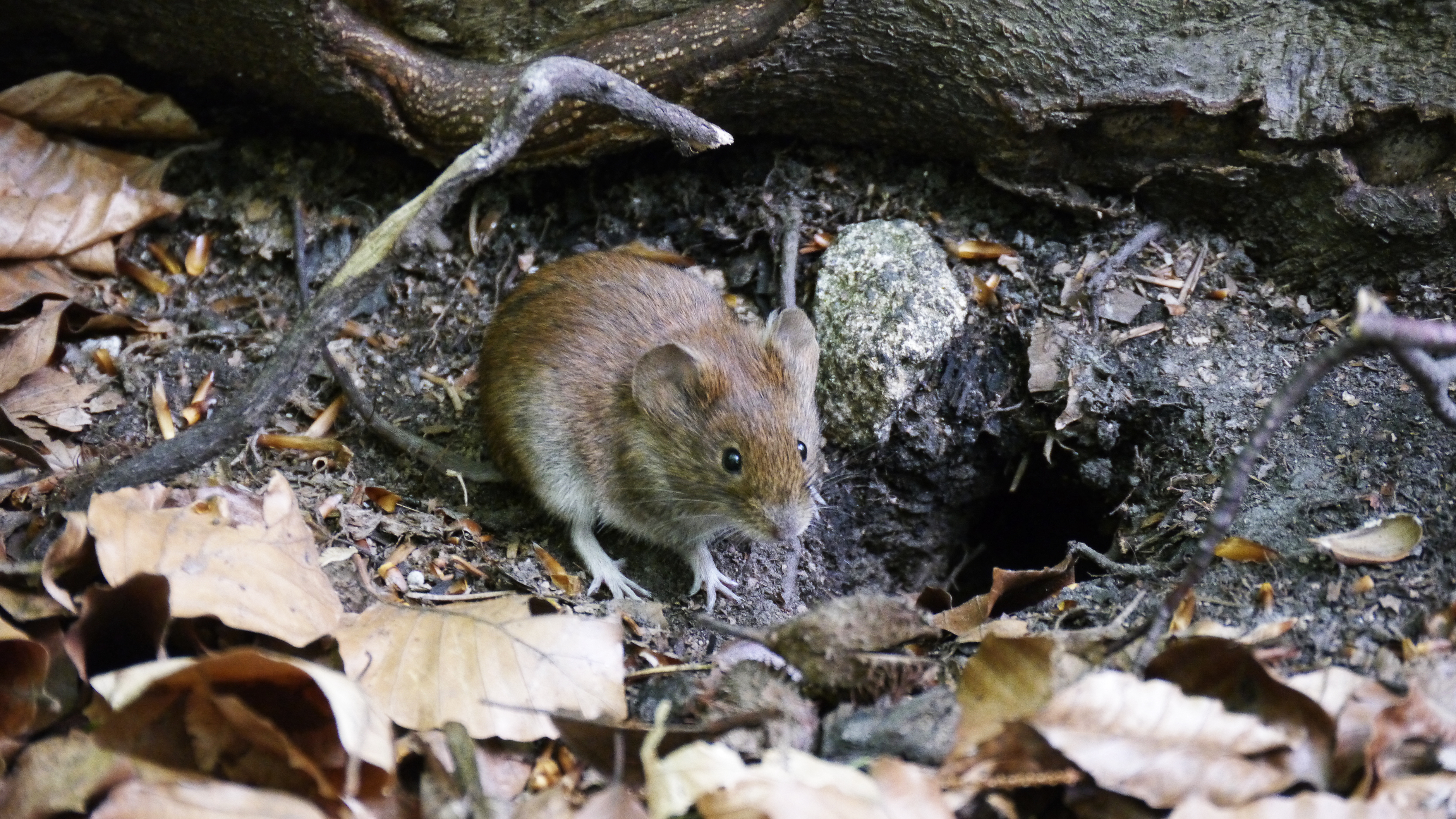 Hantavirus: Vorsicht beim Kellerputz