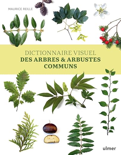 Dictionnaire Visuel Des Arbres