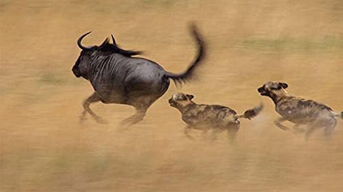 Vue 3 de Coffret La Vie Sauvage