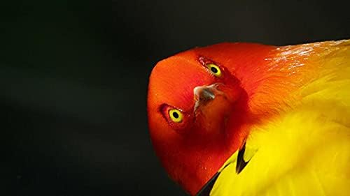 Vue 4 de Coffret La Vie Sauvage