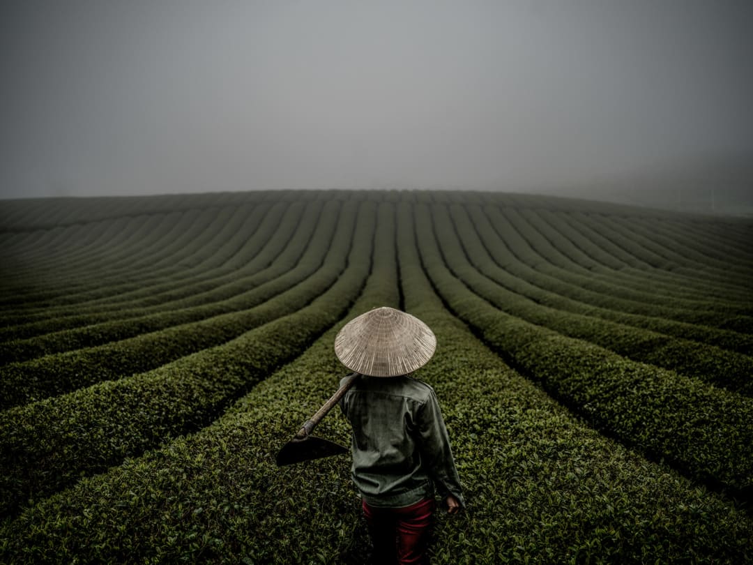 A worker in conical hat among tea terraces