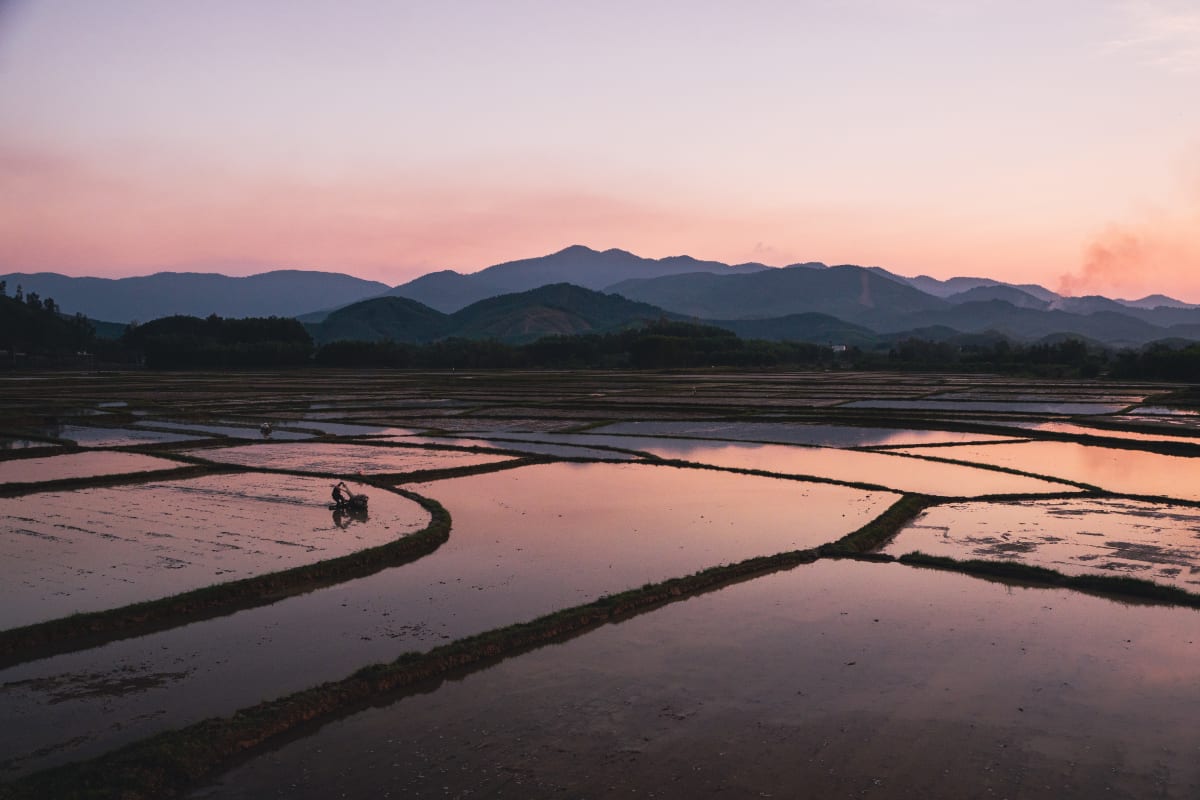Flooded rice paddies divided by low earthen dikes reflect a pink and lavender dusk sky, with a lone farmer working mid-field and blue mountains layered on the horizon — Pete Walls